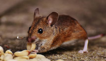 24 Hour & Emergency Exterminators in Elk Grove Vlg, IL